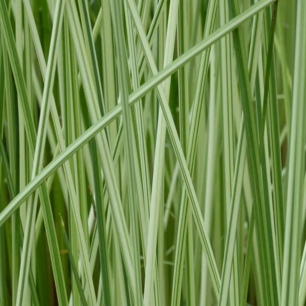 Scirpus?lacustris (=?Schoenoplectus) | Common bulrush / great club-rush | Marginal Plant - Image 4