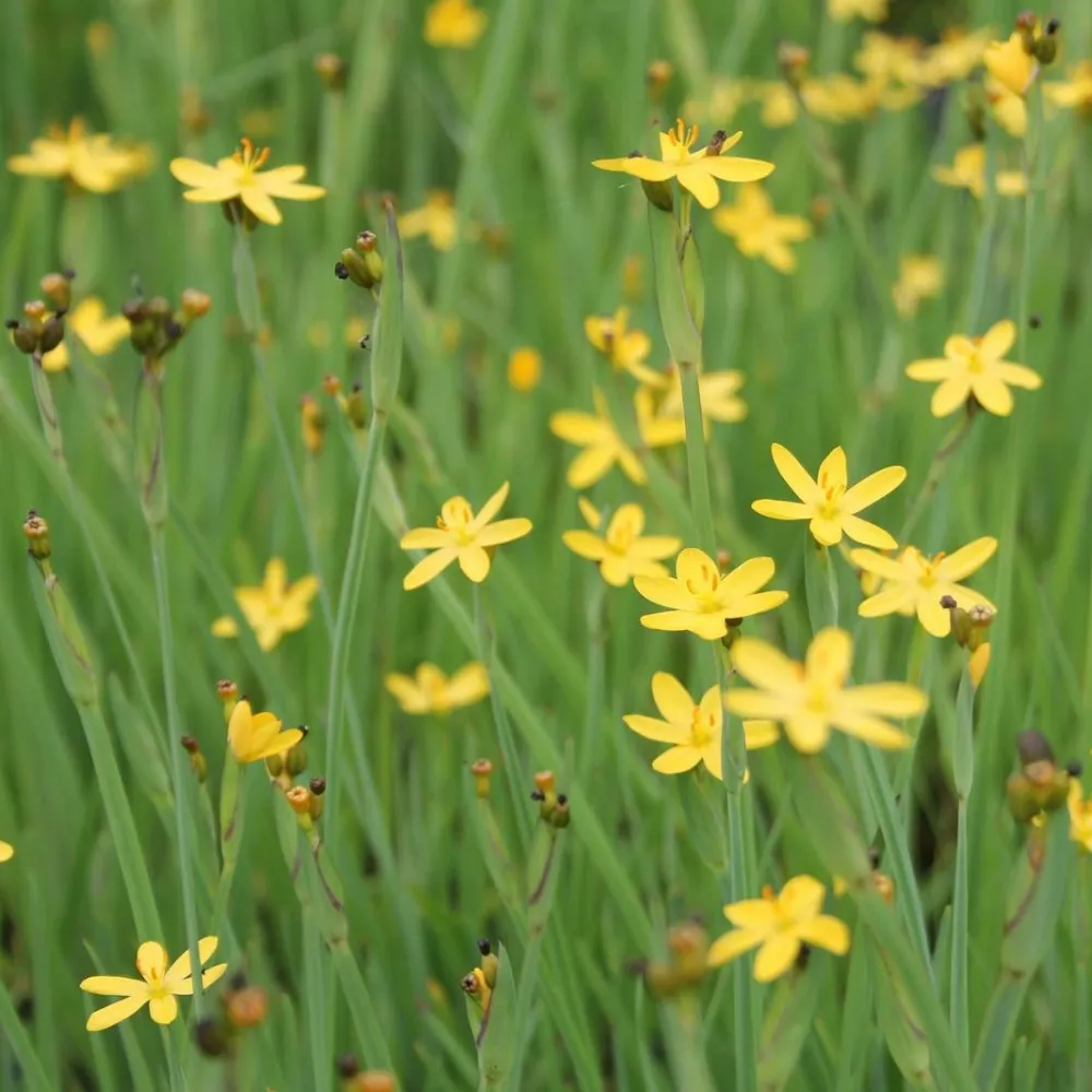 Sisyrinchium?californicum | Yellow-eyed grass | Marginal Plant - Image 2