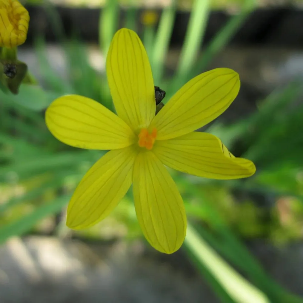 Sisyrinchium?californicum | Yellow-eyed grass | Marginal Plant - Image 3