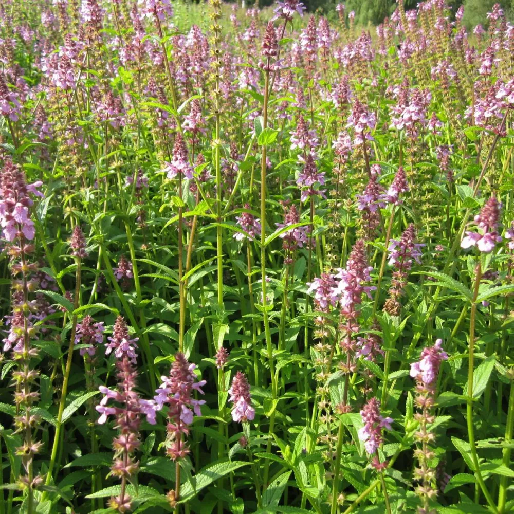 Stachys?palustris | Marsh woundwort | Marginal Plant