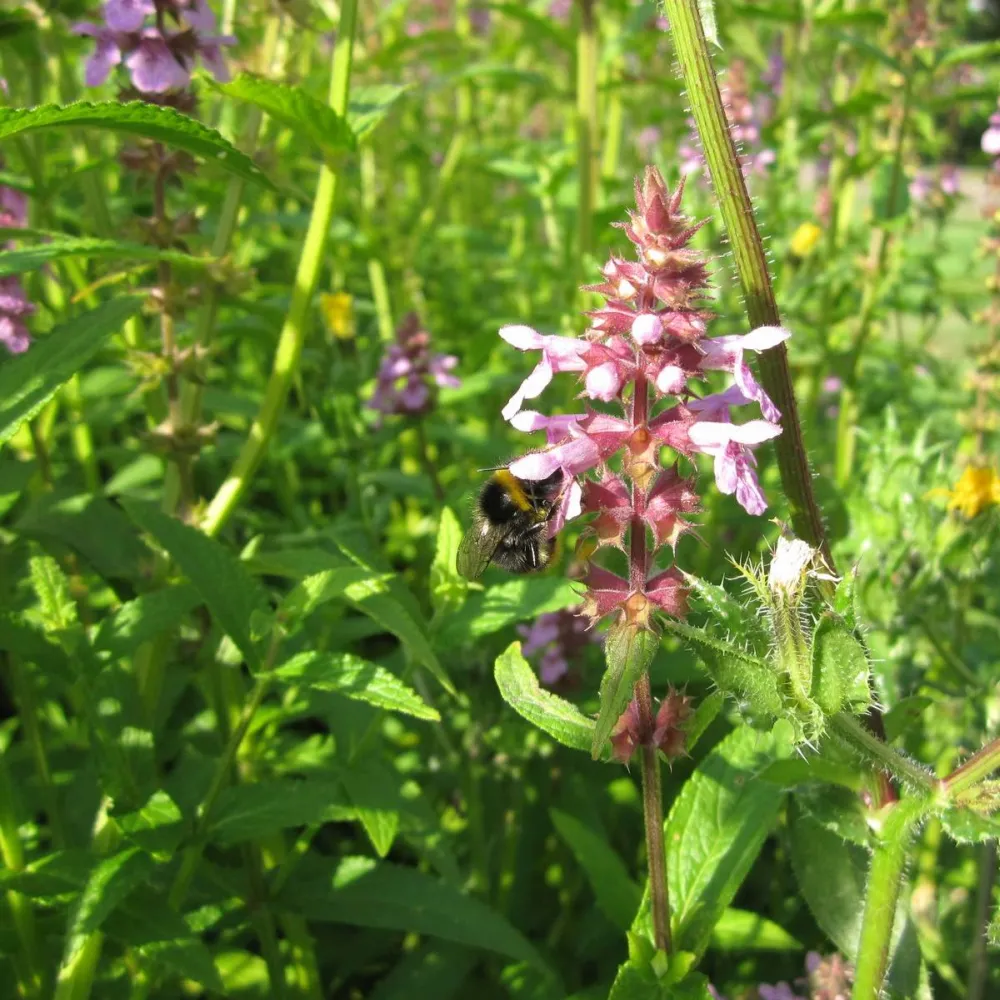 Stachys?palustris | Marsh woundwort | Marginal Plant - Image 2