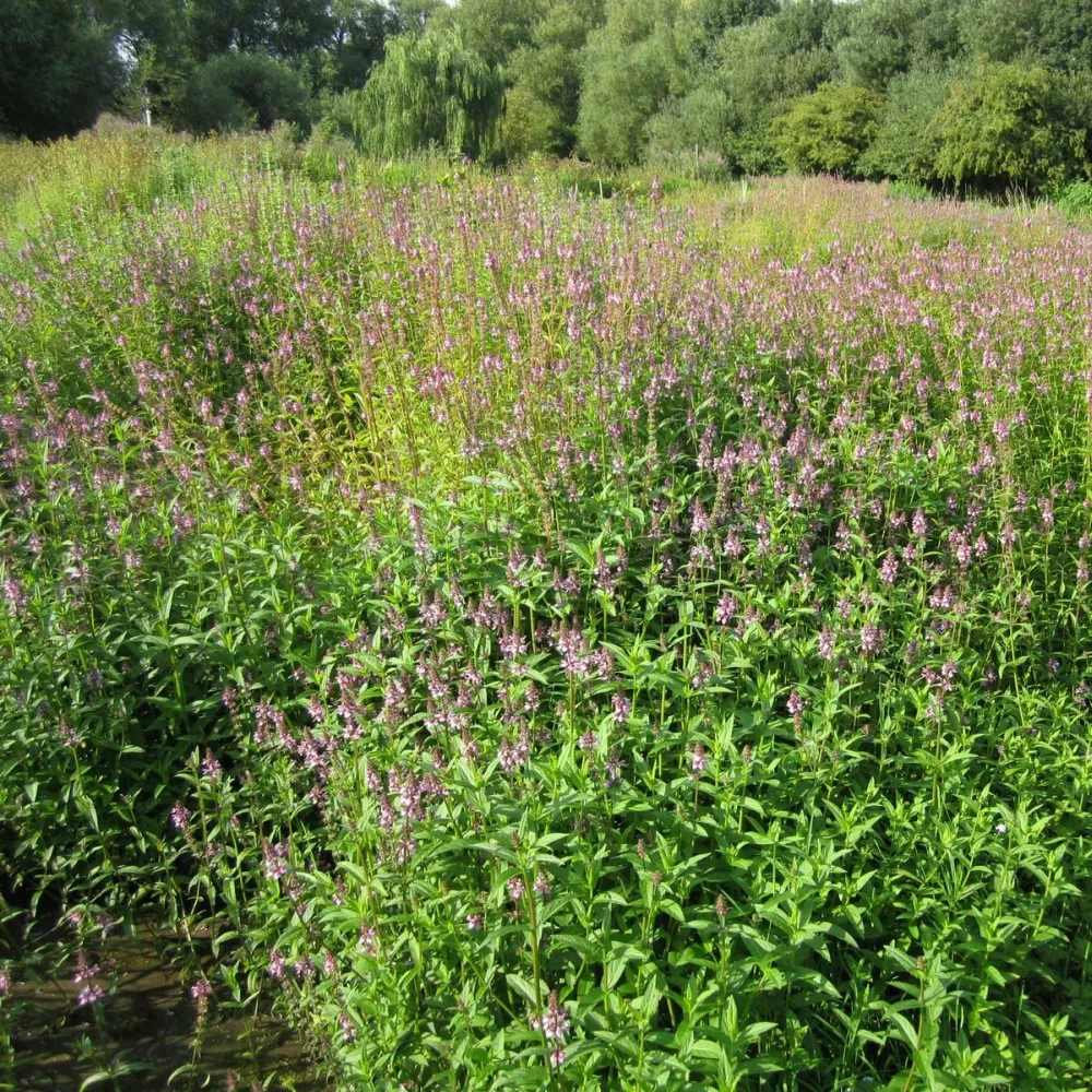 Stachys?palustris | Marsh woundwort | Marginal Plant - Image 3