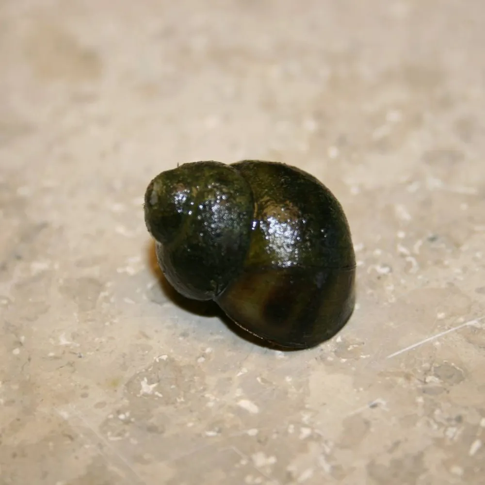Trapdoor Snails |?Viviparus viviparus | Trapdoor Pond Snails - Image 3
