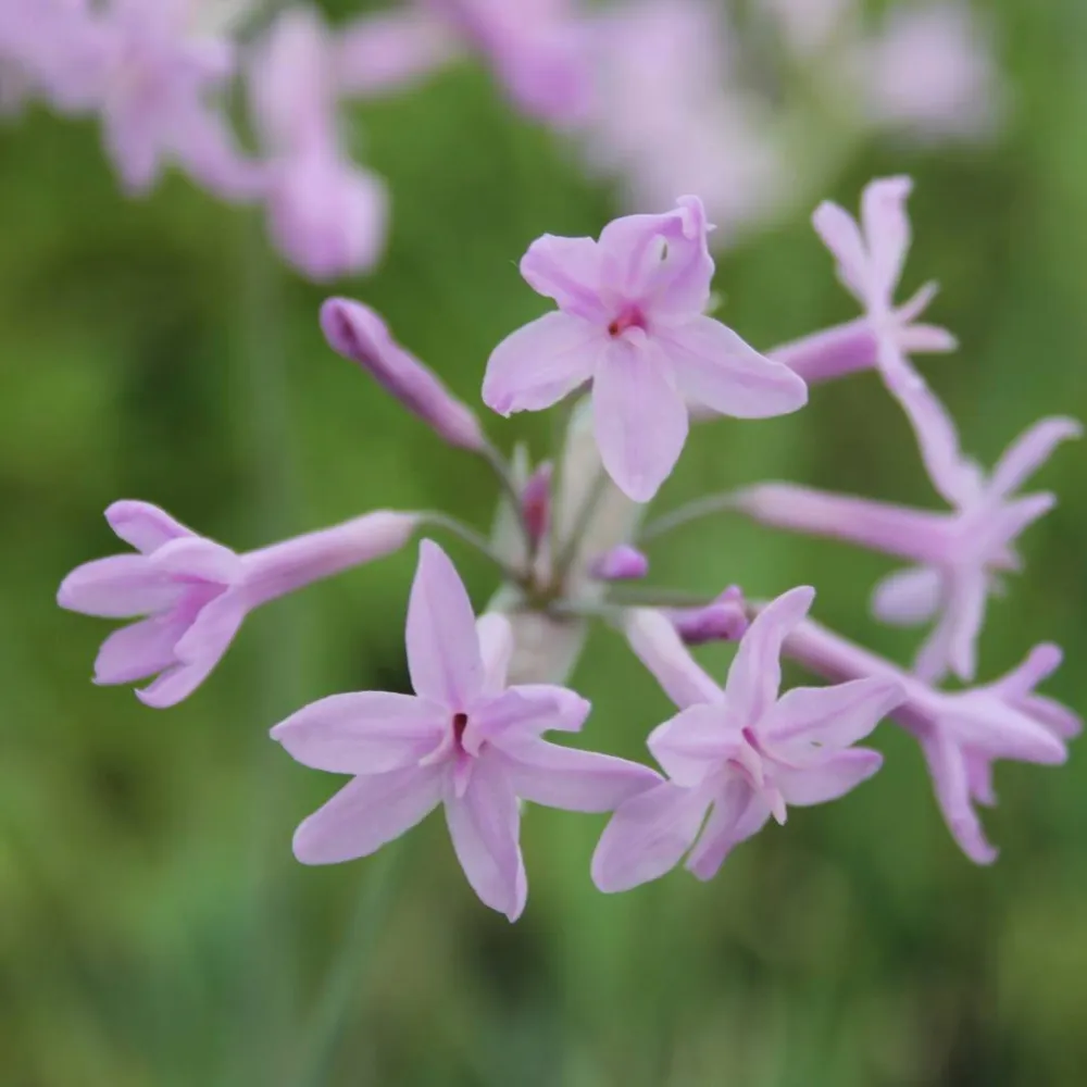 Tulbaghia?violacea | Society garlic | Marginal Plant - Image 3