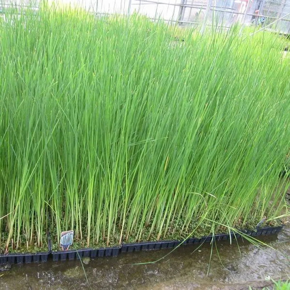 Typha?angustifolia | Narrow-leaf cattail | Marginal Plant