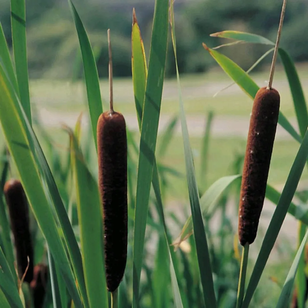 Typha?angustifolia | Narrow-leaf cattail | Marginal Plant - Image 2