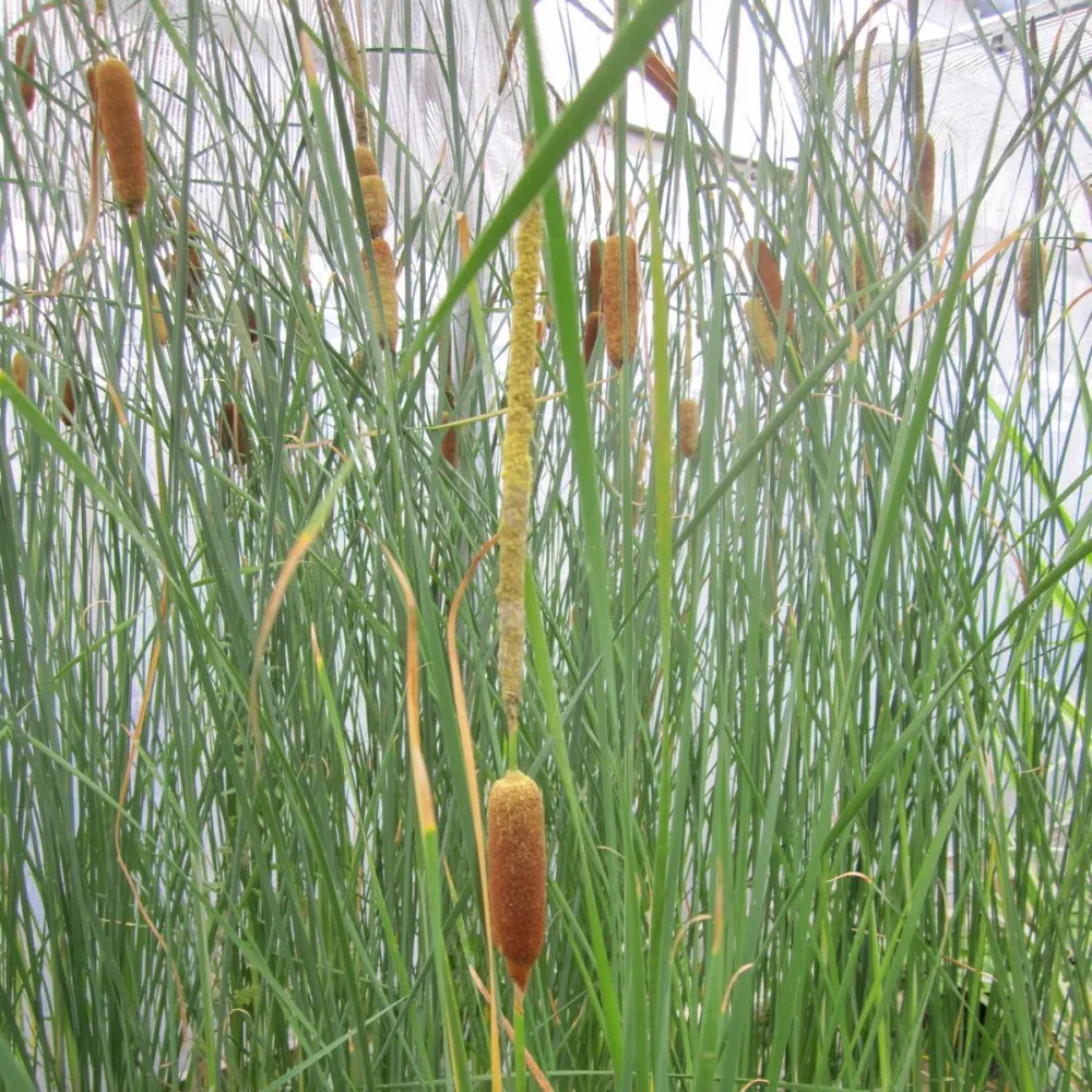 Typha?gracilis | Slender cattail | Marginal Plant - Image 2