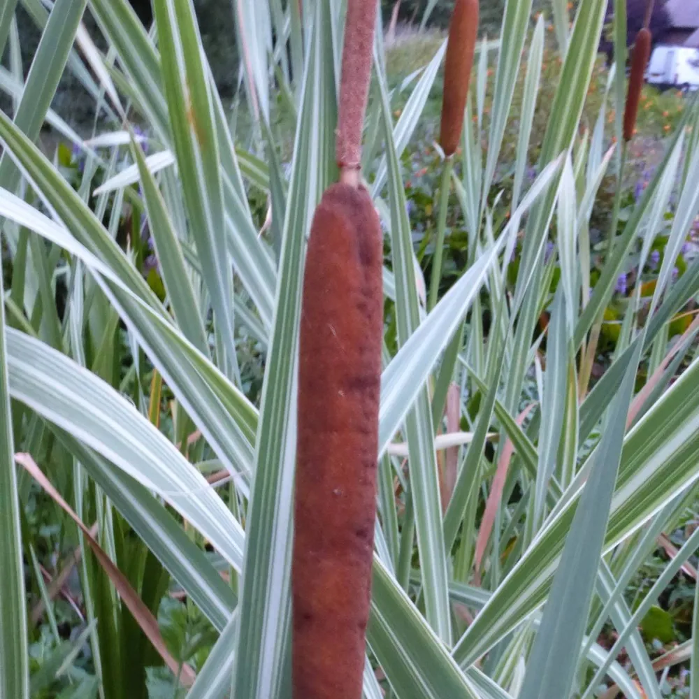 Typha?latifolia?Variegata | Variegated cattail | Marginal Plant
