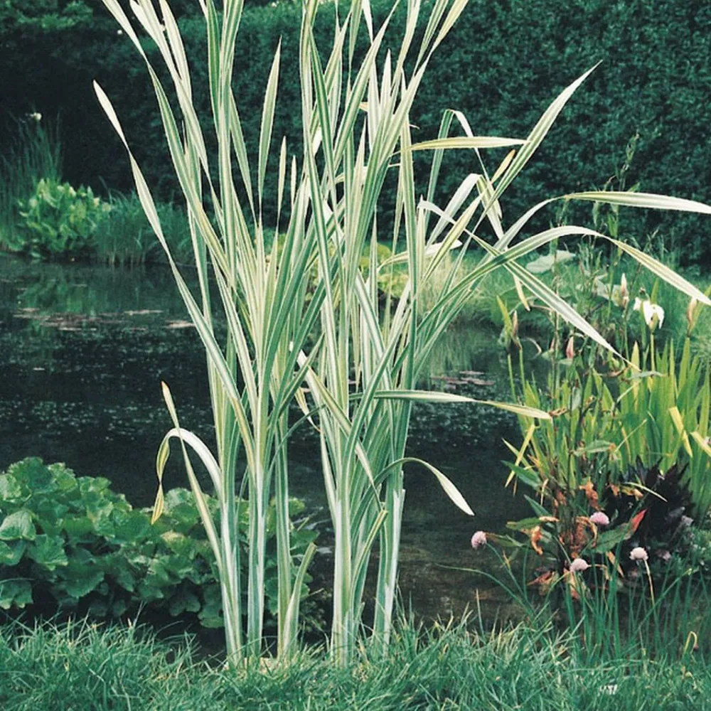 Typha?latifolia?Variegata | Variegated cattail | Marginal Plant - Image 2