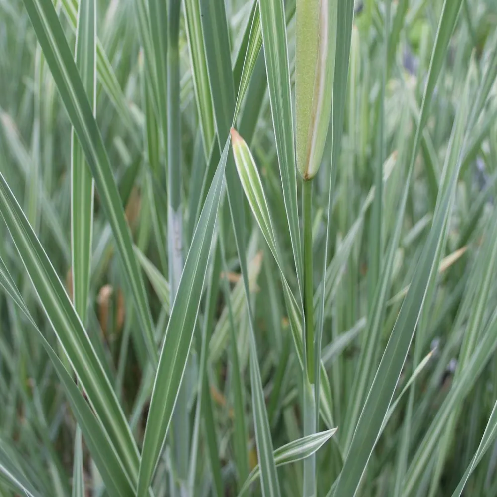 Typha?latifolia?Variegata | Variegated cattail | Marginal Plant - Image 3