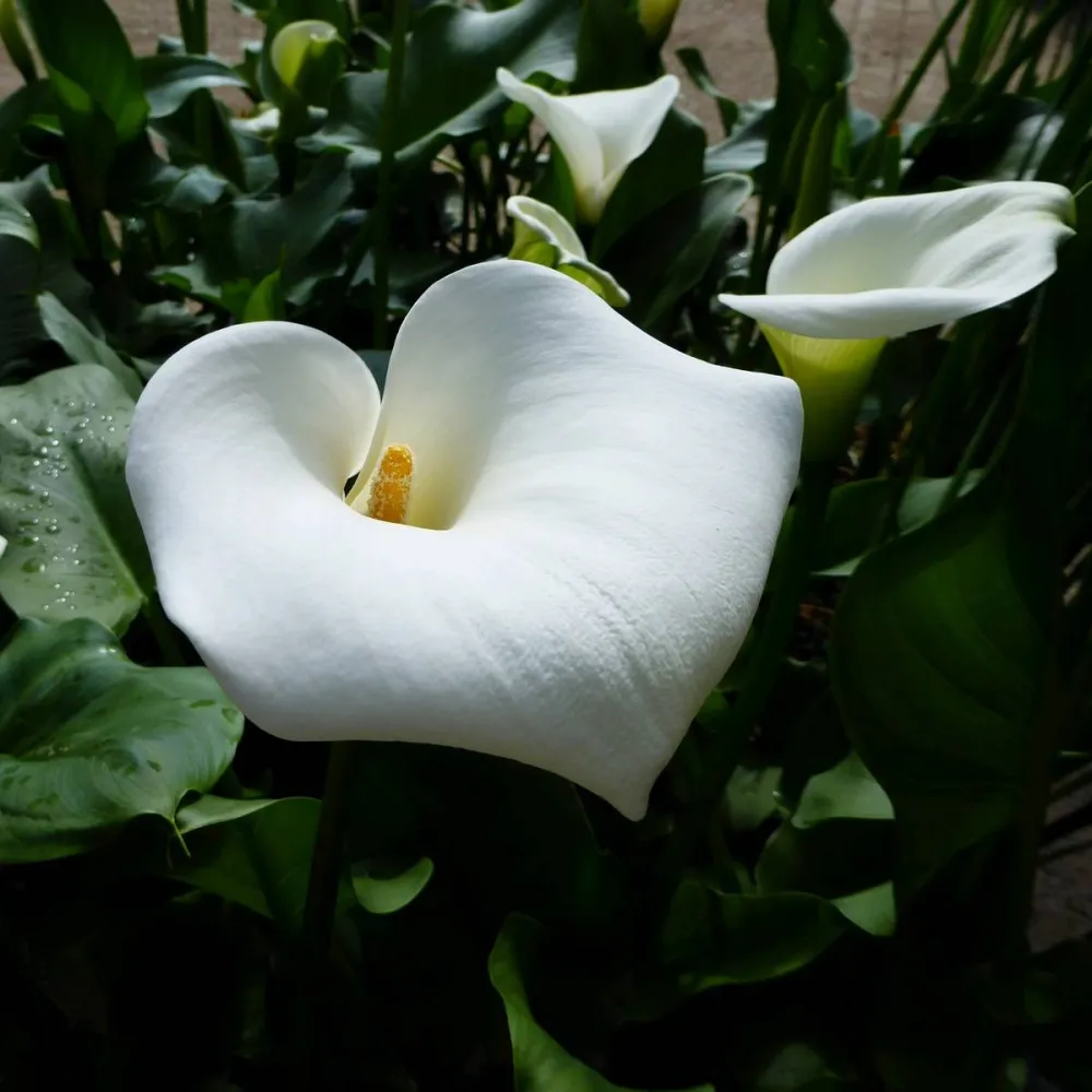 Zantedeschia?aethiopica?Crowborough | Crowborough arum lily (hardy calla) | Marginal Plant - Image 10