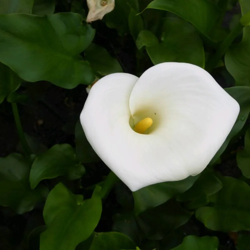 Zantedeschia?aethiopica?Crowborough | Crowborough arum lily (hardy calla) | Marginal Plant - Image 7